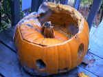 pumpkin.jpg (57516 bytes)
